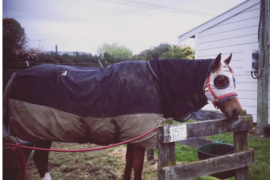 New Zealand马衣专门应用于户外它有助于马匹保暖