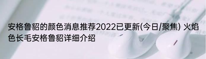 安格鲁貂的颜色消息推荐2022已更新(今日/聚焦) 火焰色长毛安格鲁貂详细介绍