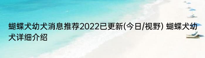 蝴蝶犬幼犬消息推荐2022已更新(今日/视野) 蝴蝶犬幼犬详细介绍